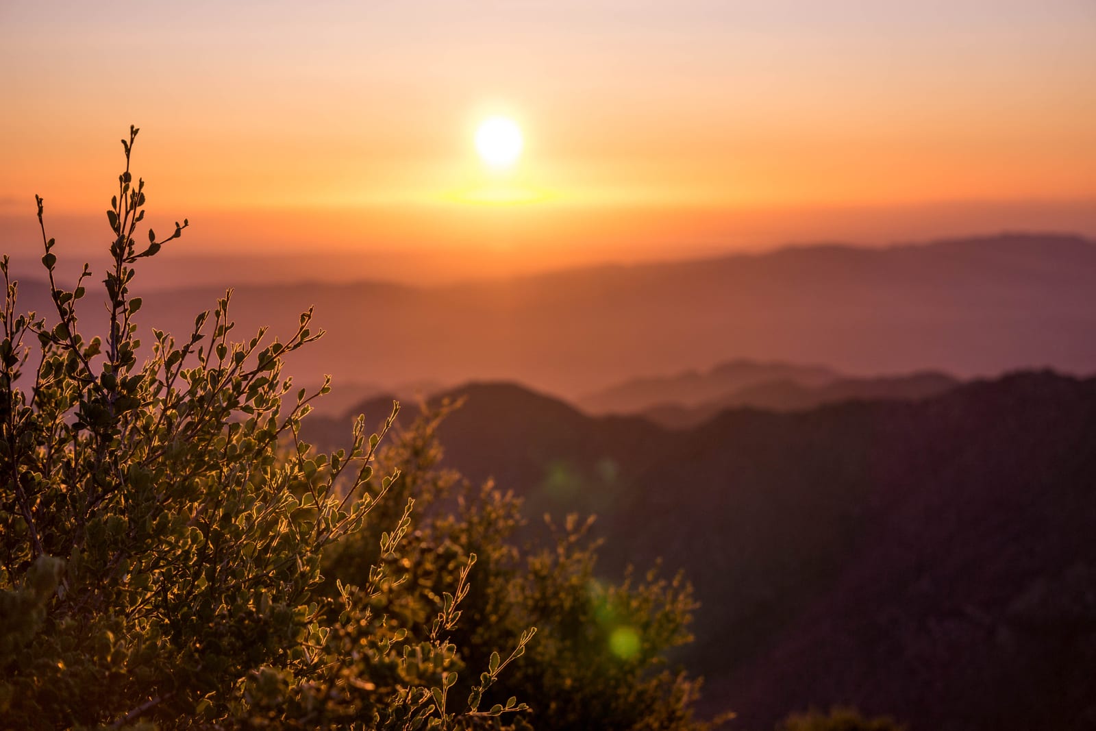 Desert brush silhouetted against golden sunrise