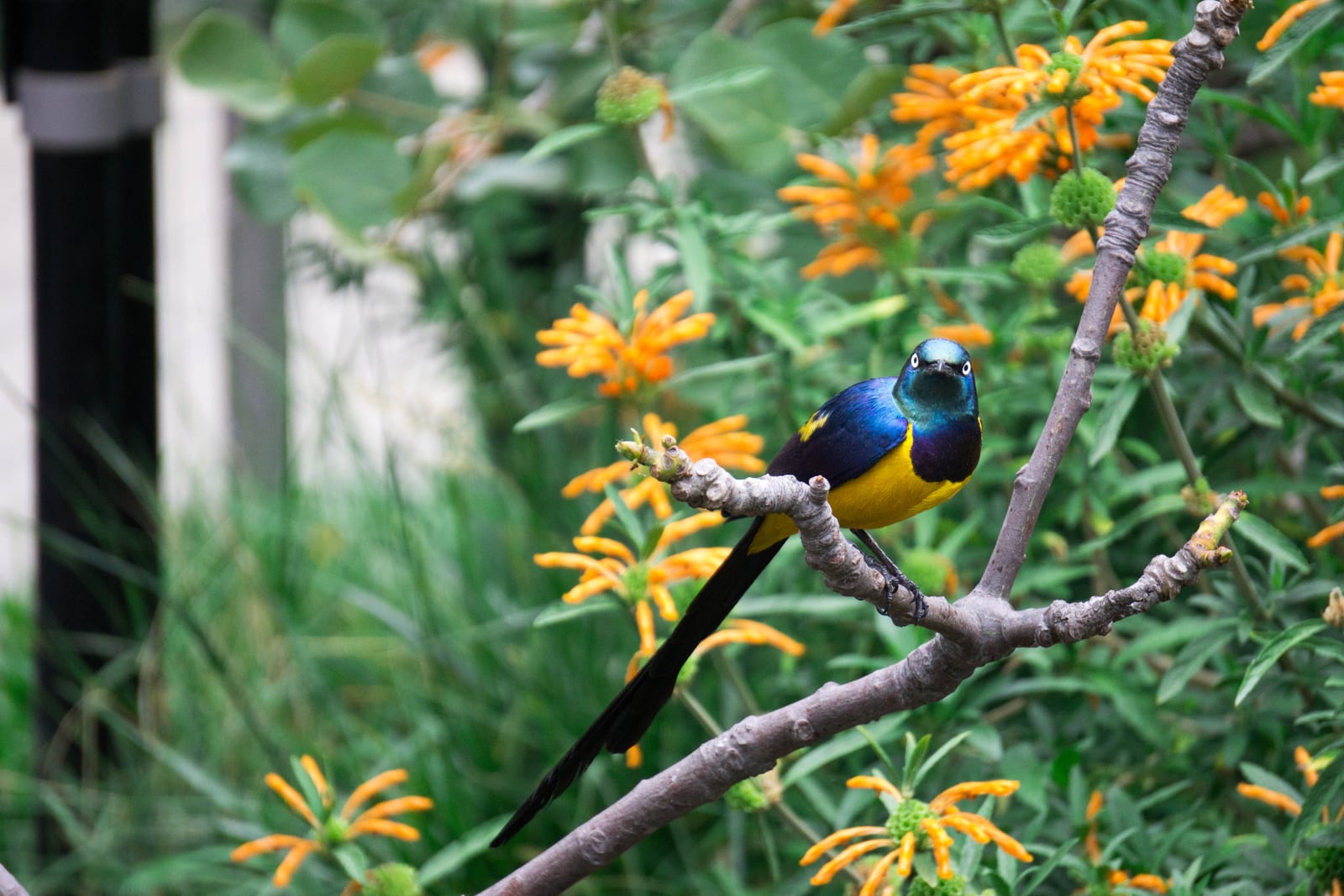Golden-breasted starling perched on a branch among orange flowers