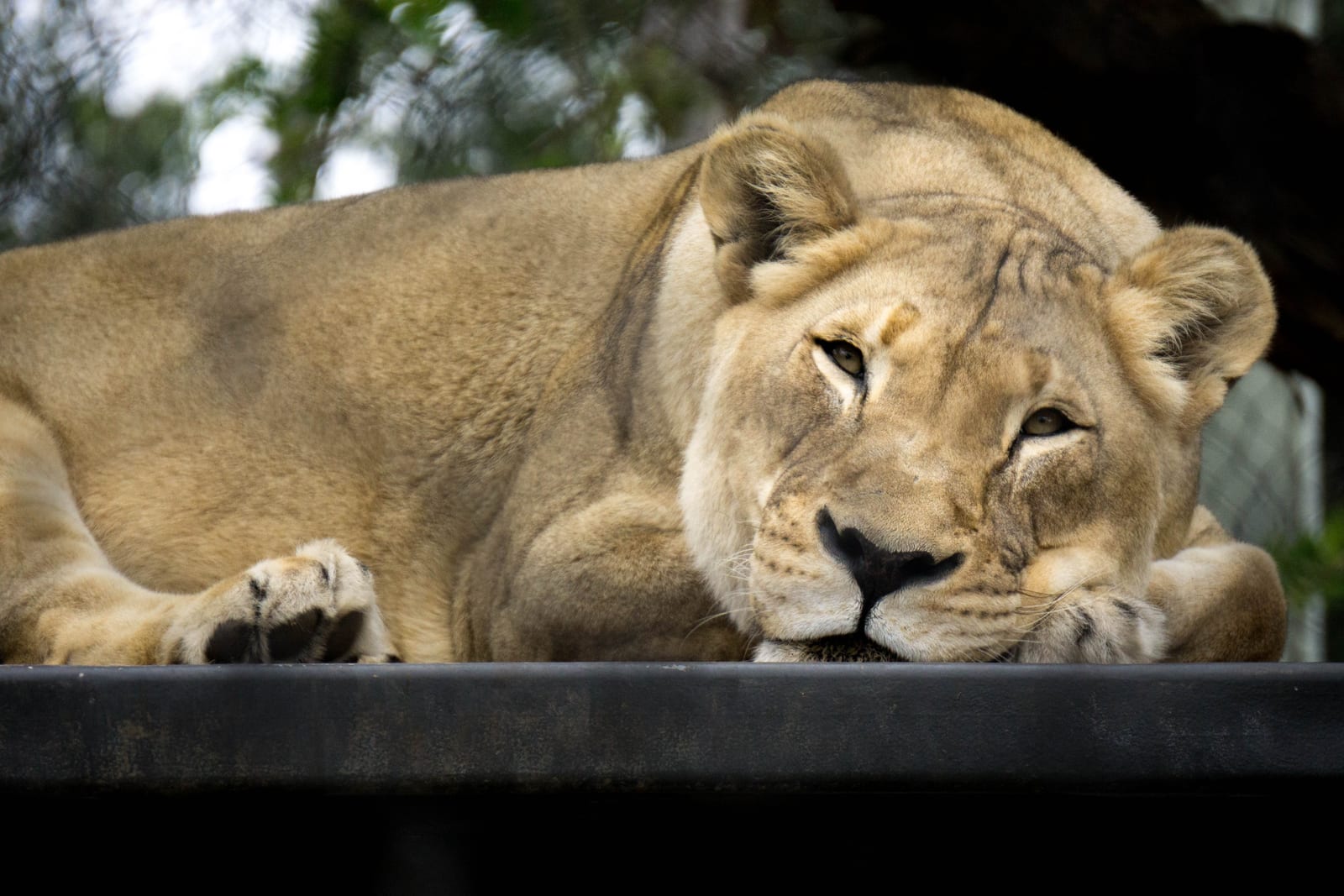 Lioness resting with a watchful gaze