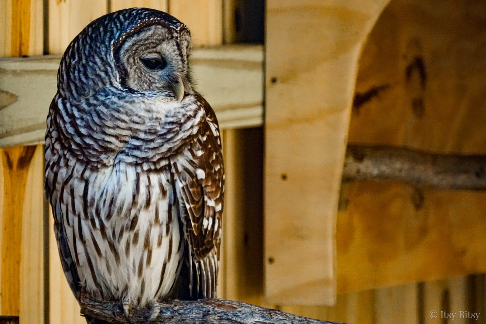 A barred owl perched on a wooden branch, looking downward with soft grey and brown plumage