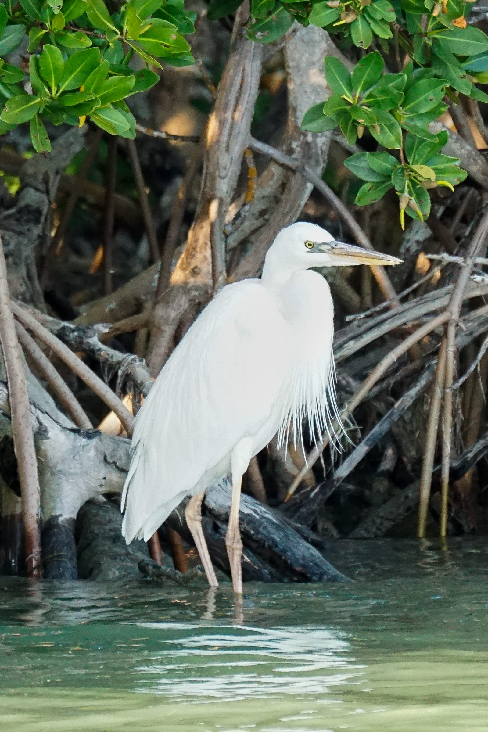 Everglades Adventure