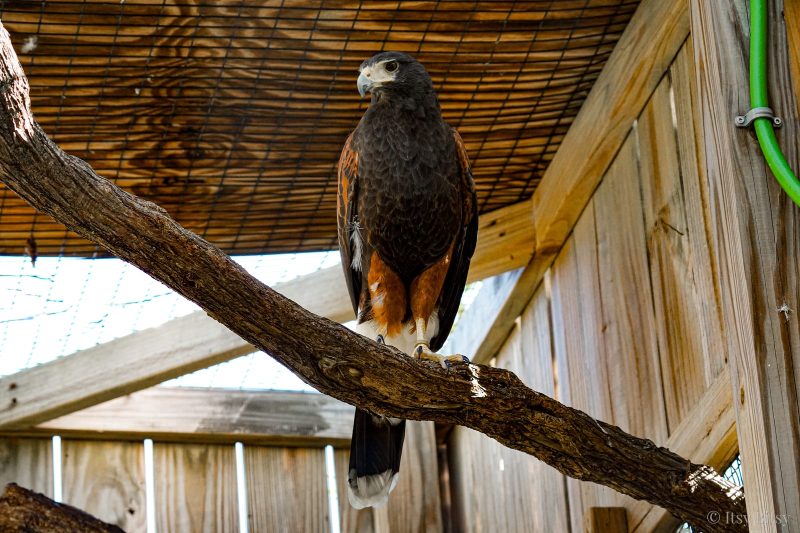 A Harris's hawk perched on a weathered branch, proud and alert with deep chestnut and dark plumage