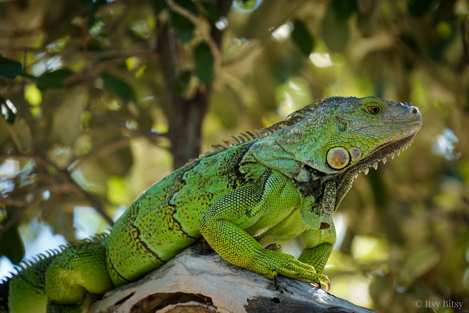 A vivid green iguana basking on a branch amid dappled sunlight and leaves