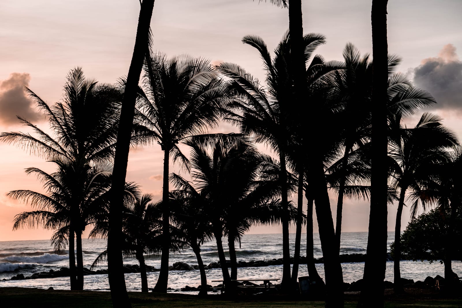 Palm trees silhouetted against twilight sky